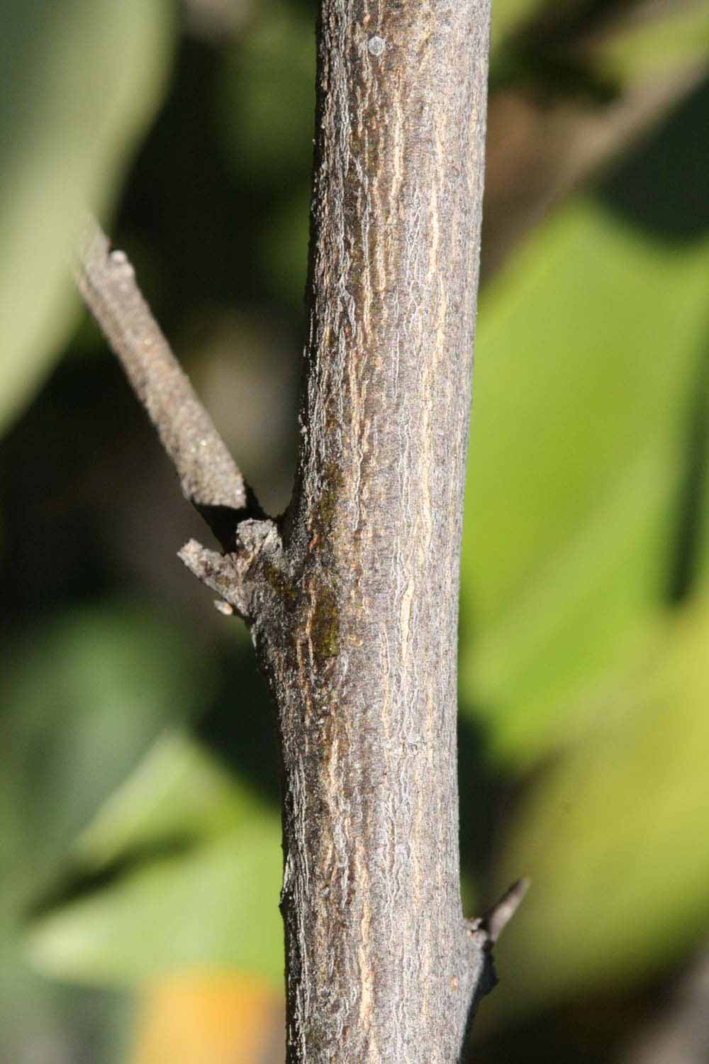              Second - third year twig (Riverside, CA)       